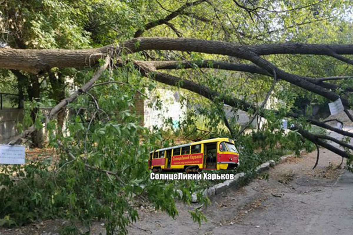 На Клочковской рухнула огромная ветка (фото)