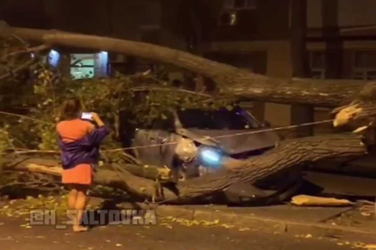 В Харькове сильный ветер повалил дерево на машину (видео)