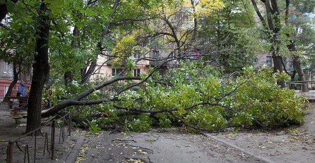 В Харькове сильный ветер повалил 13 деревьев