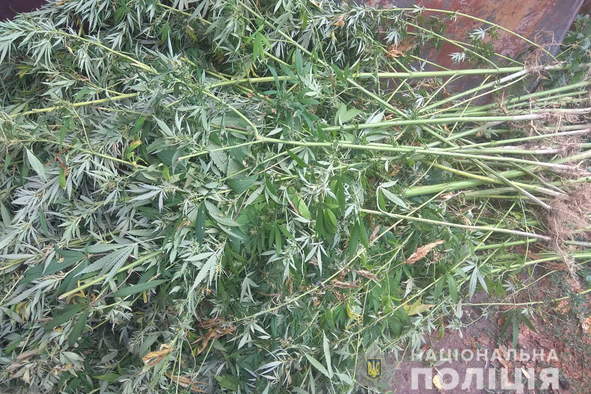 В Харькове обнаружили плантацию элитной конопли (фото)