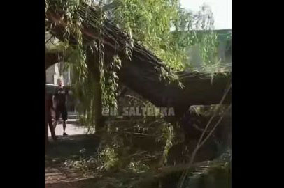 На Научной рухнуло дерево (видео)