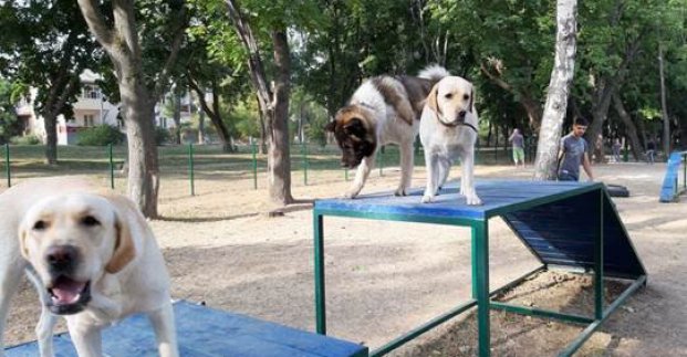 В Харькове открыли площадку для выгула собак