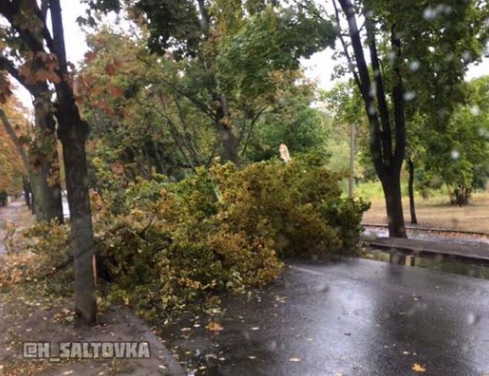 На ХТЗ рухнуло дерево (фото)