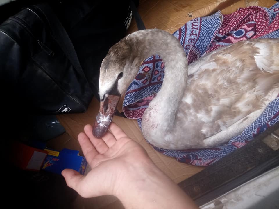 В Купянске нашли раненого лебедя (фото)