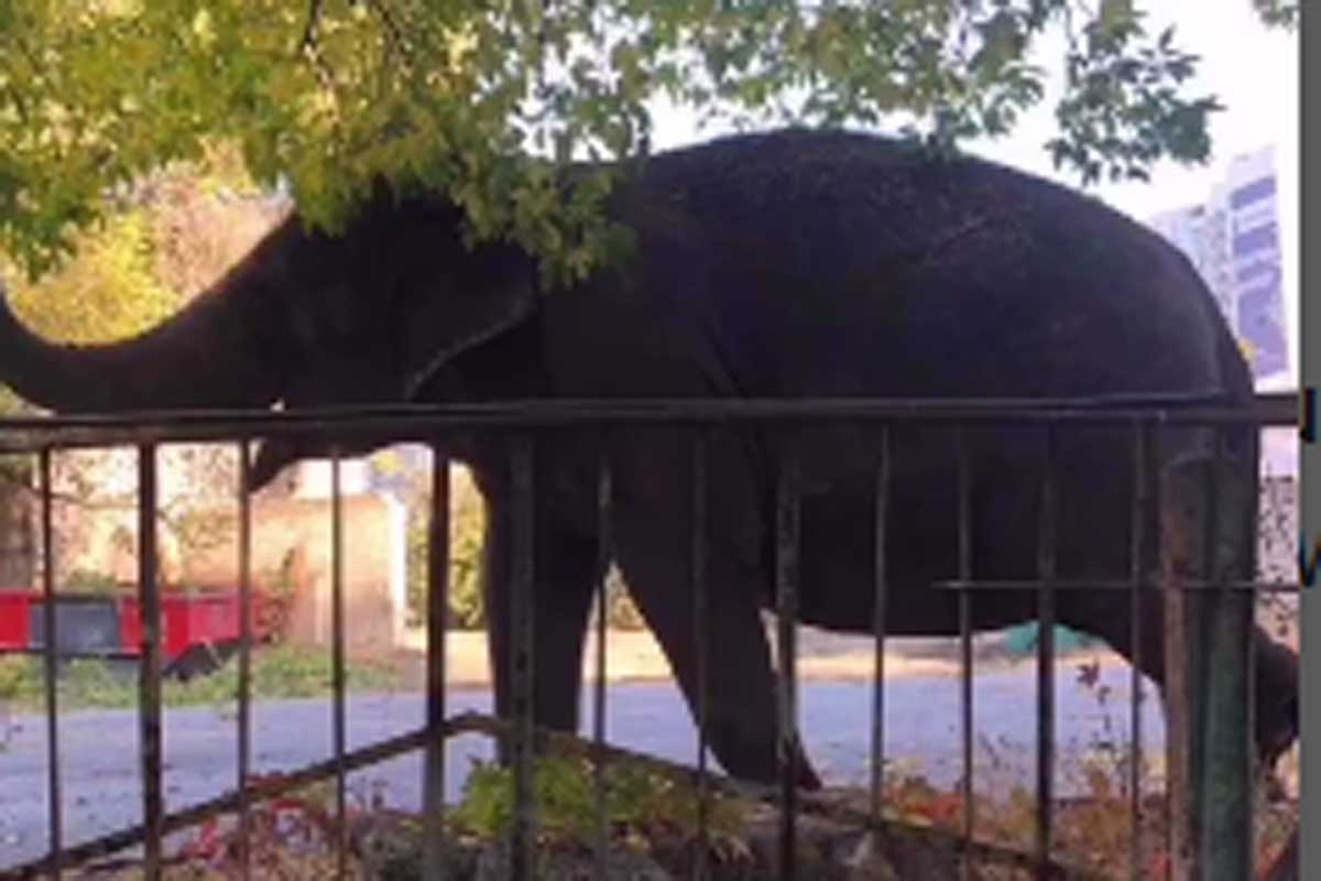 В Харькове слон навалился на ограду детского сада