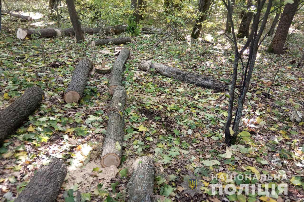 Под Харьковом поймали черного лесоруба (фото)