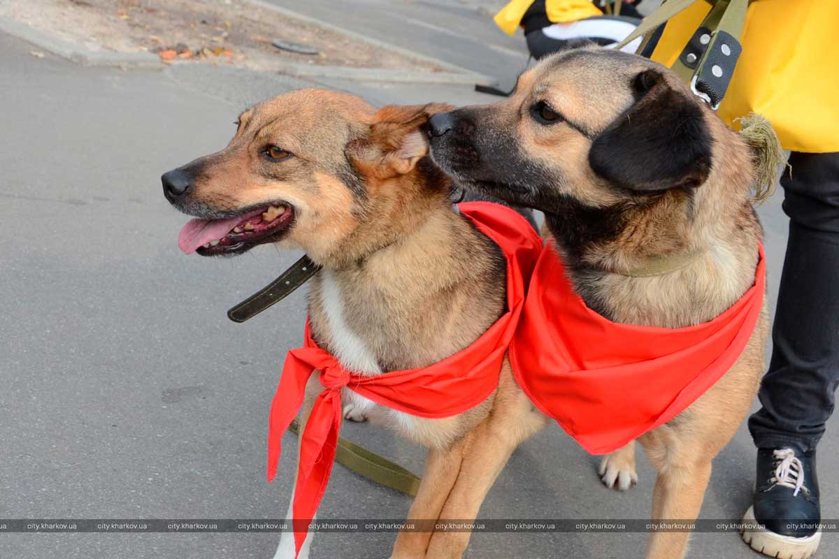 На площадь Свободы привезли собак