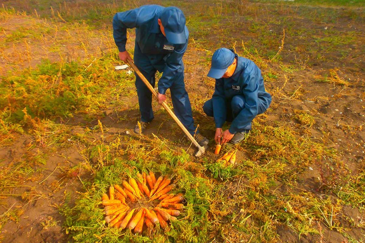 Под Харьковом преступники убирают морковь (фото)