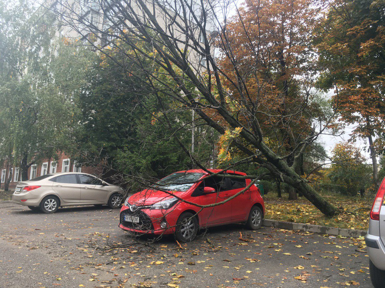 На припаркованную машину упало дерево (фото)