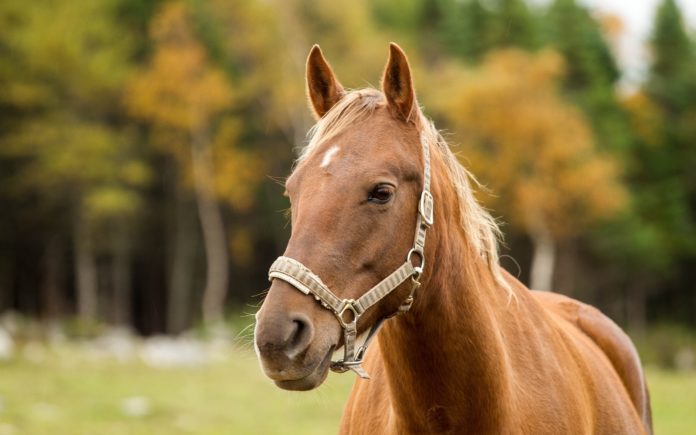Харьковчане просят запретить лошадей в городе