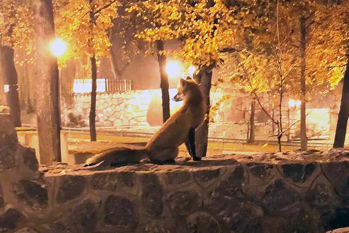 Дикое животное обожает фотосессии в харьковском парке