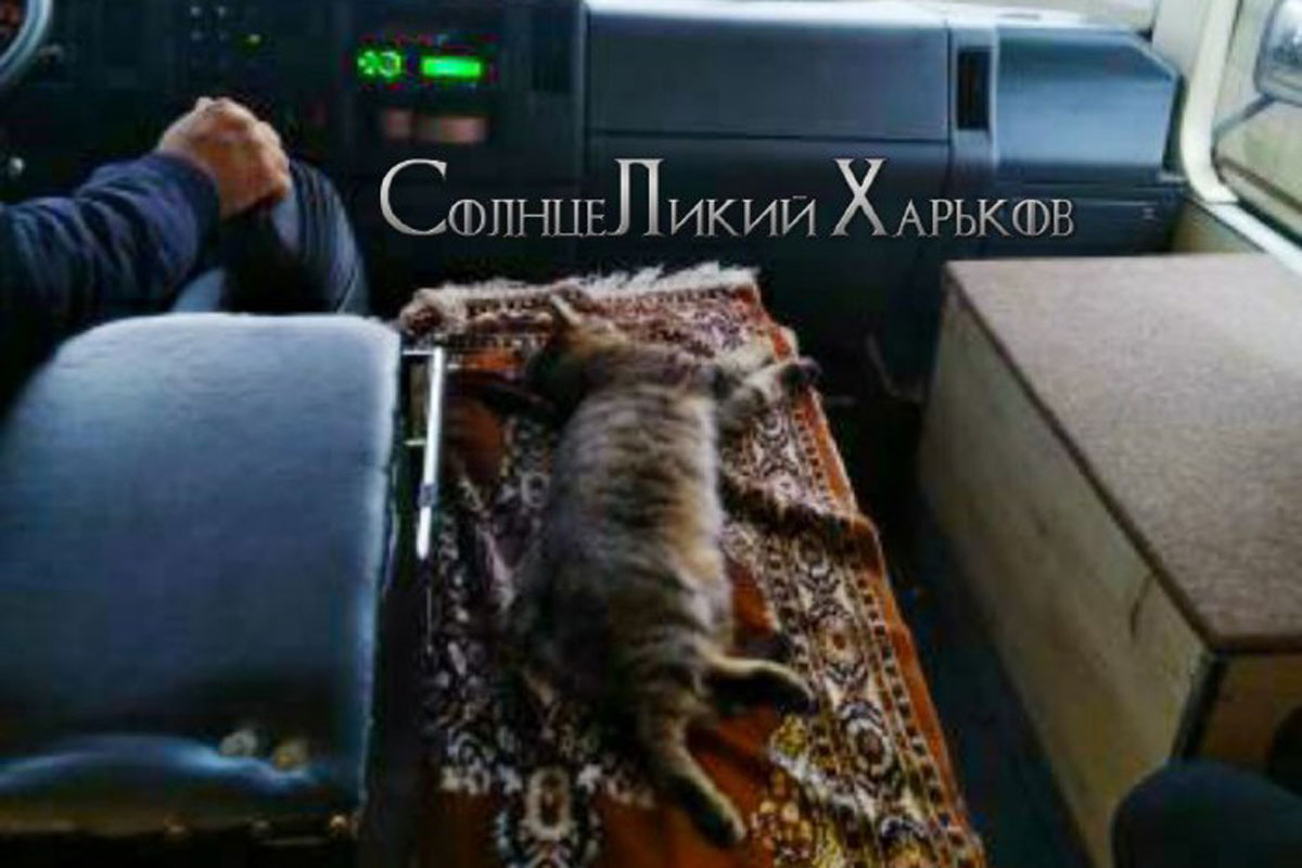 В харьковской маршрутке катается кот (видео)