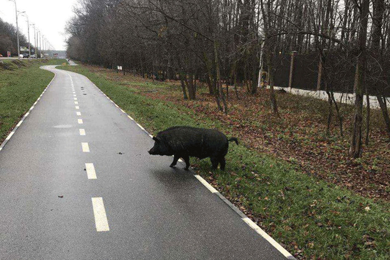 В Харькове на дороге заметили дикого кабана