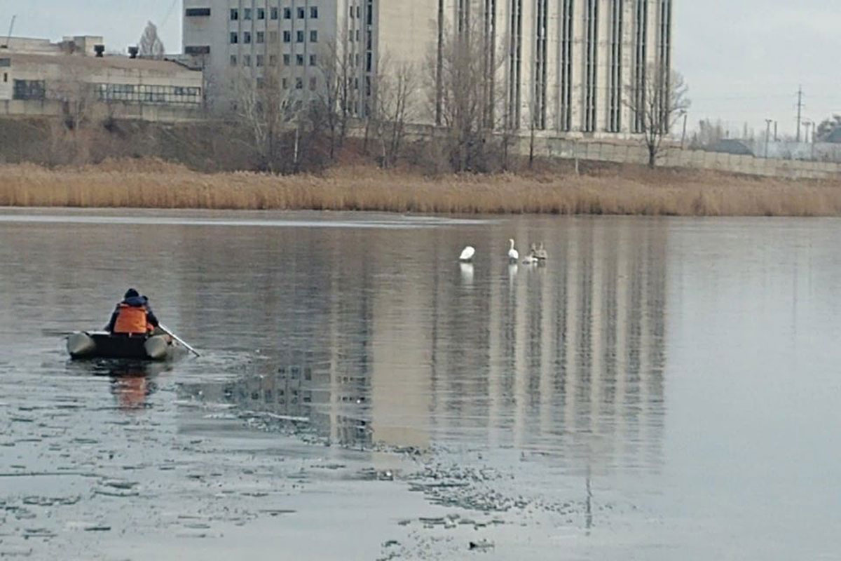 В Харькове лебеди оказались в ледяном плену (фото)