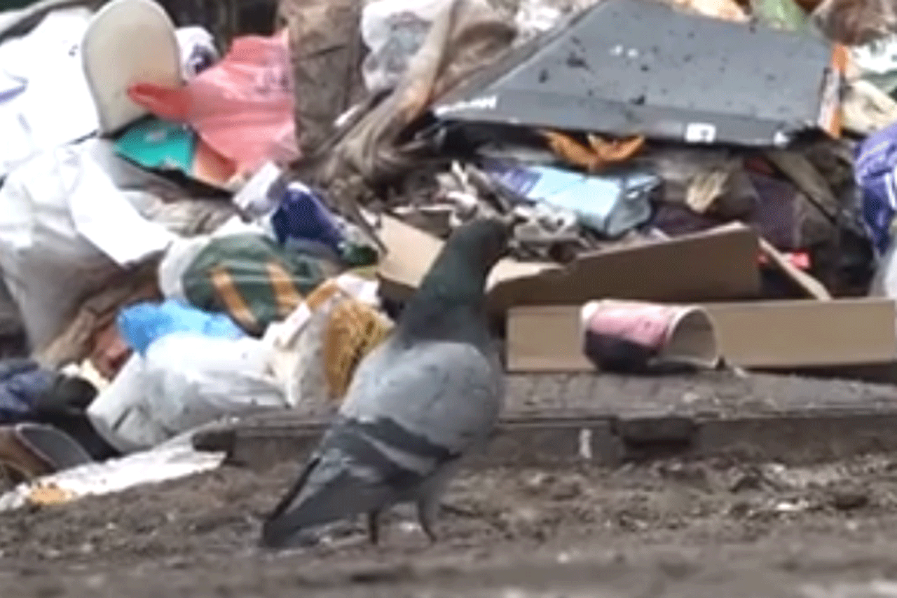 Со двора в центре Харькова месяц не вывозили мусор