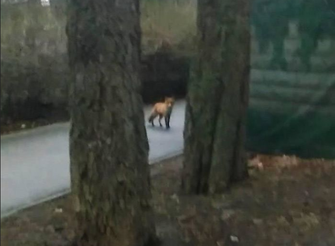 В парке Горького заметили лису (фото)