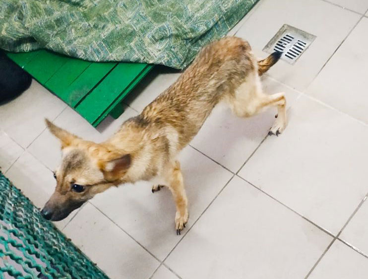 Вой и антисанитария: у харьковчанки забрали шесть истощенных собак (фото)