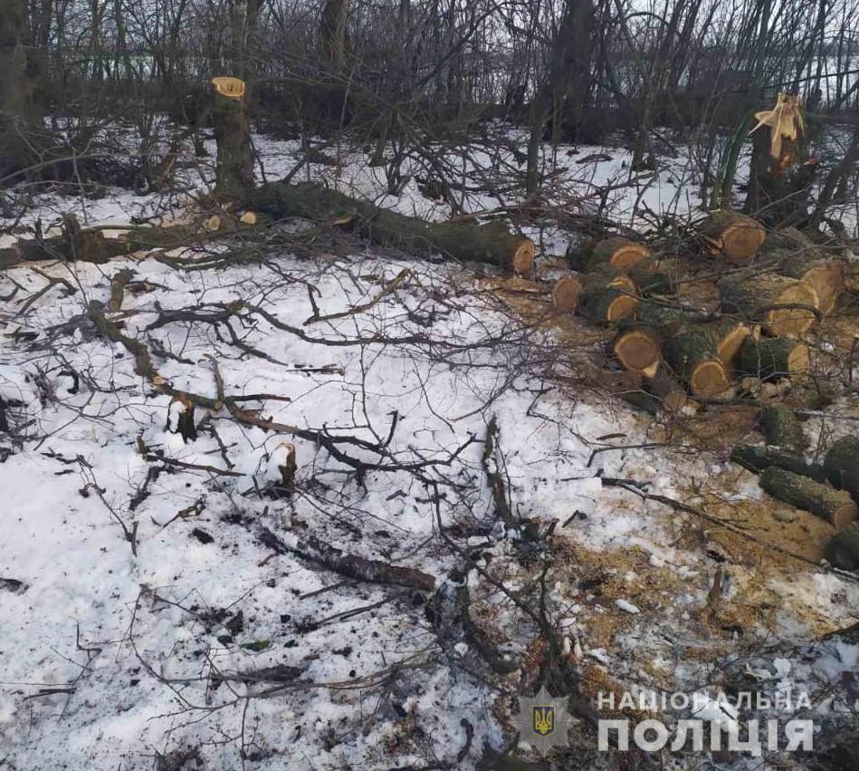 В лесах под Харьковом пойманы "черные" лесорубы