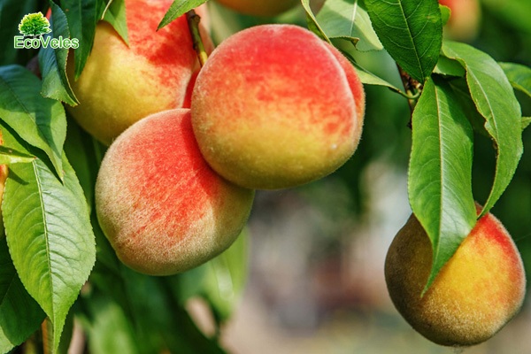 5 советов по выбору саженцев плодовых деревьев