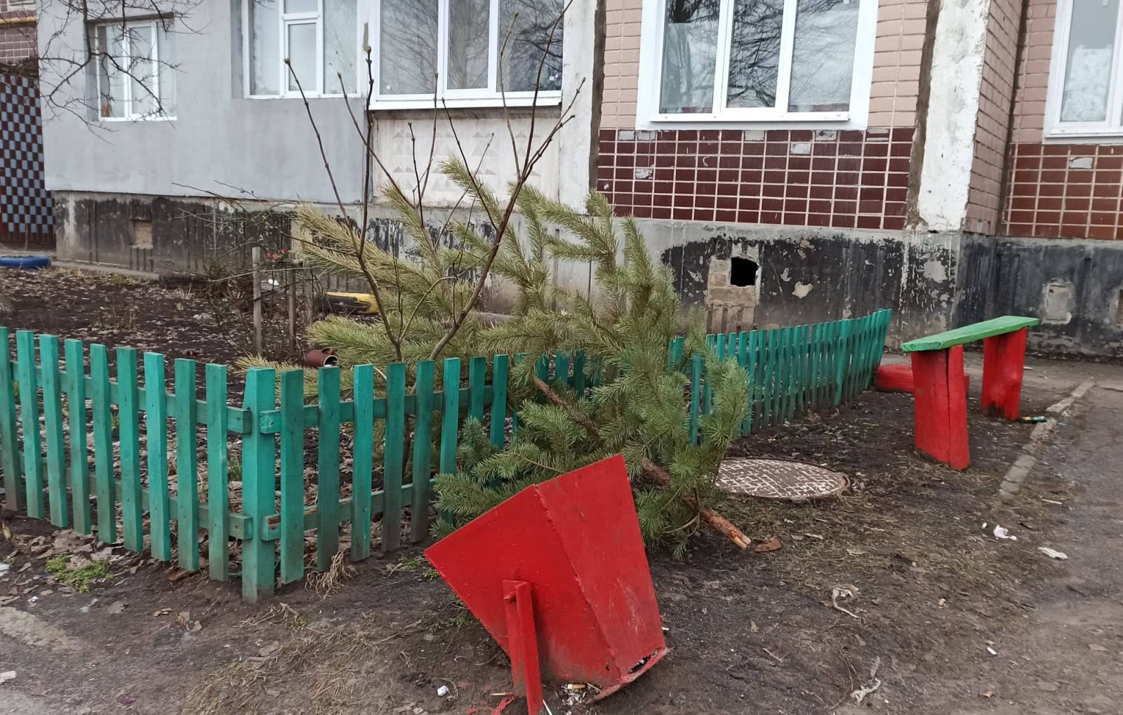 Под Харьковом обеспокоены проблемой новогодних елок