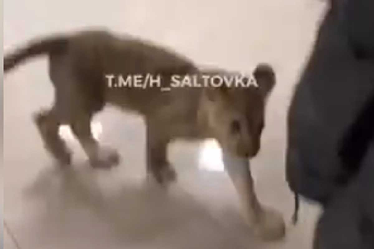 В харьковский торговый центр забежал хищник (видео)