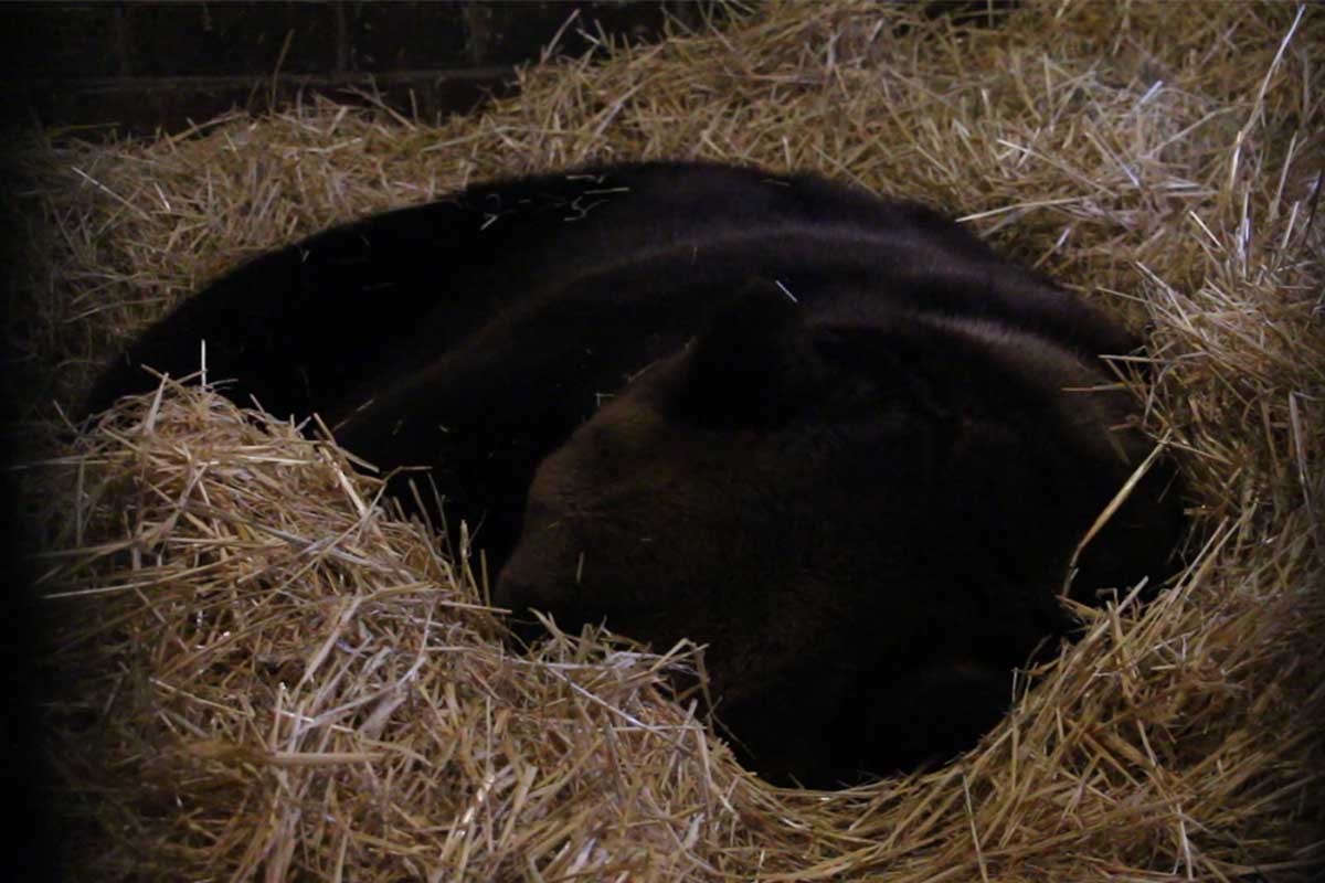 В зоопарке заснули медведи