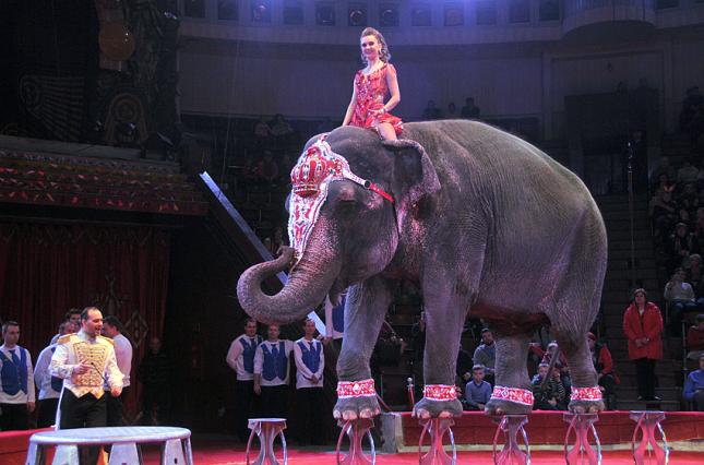 Национальный цирк передаст Харькову своих животных