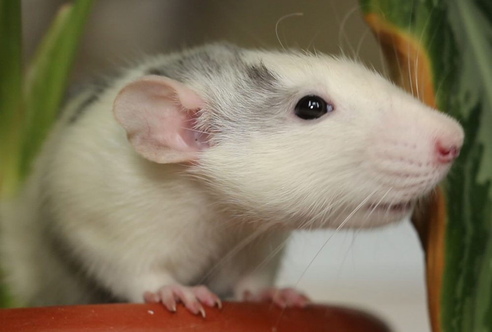 Крыса из зоопарка дала харьковчанам совет (фото, видео)