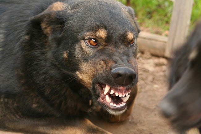 В Боровой на ребенка набросилась бродячая собака