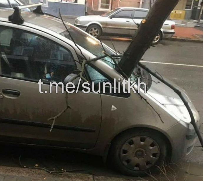 На Сумской на машину упало дерево (фото)