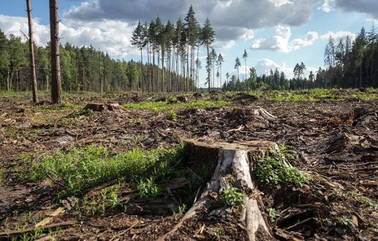 Под Харьковом вырубили сотни деревьев