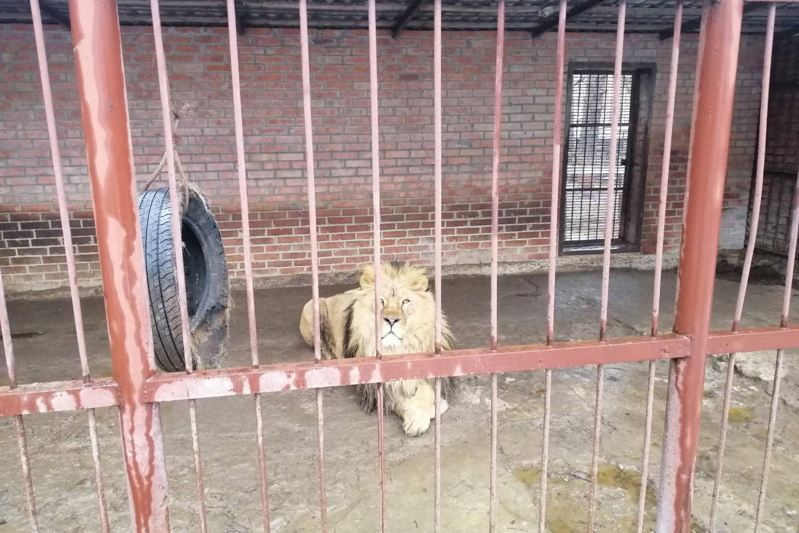 В зоопарке под Харьковом не кормят животных - волонтеры (фото)