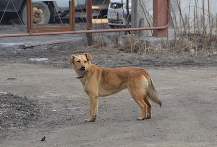 Ветеринары опровергли информацию о травле собак на ХТЗ