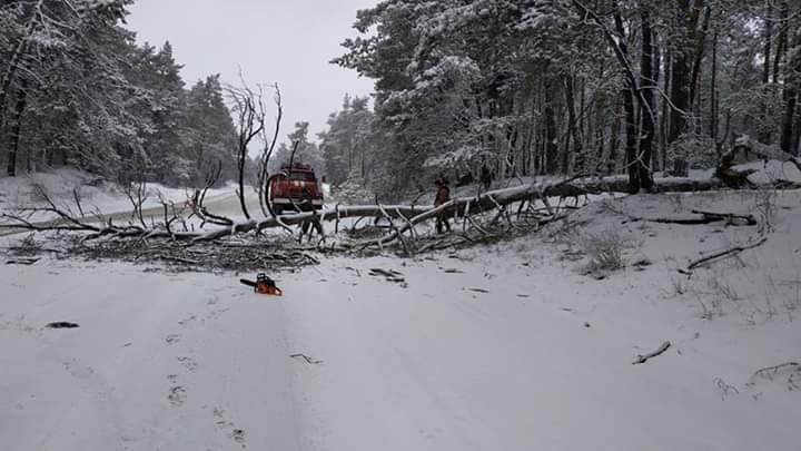 Под Харьковом на трассу рухнуло дерево (фото)