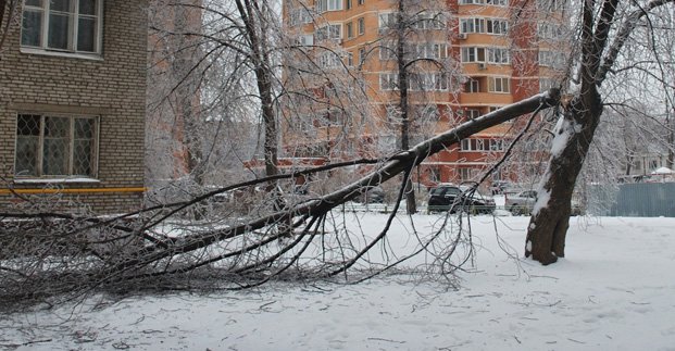 Шквальный ветер в Харькове: рухнули более десяти деревьев