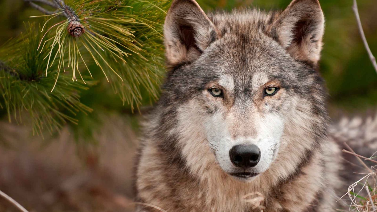 В Изюмском районе волк растерзал домашнюю собаку
