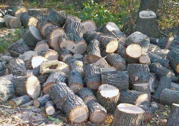 Заезжий лесоруб уничтожил ясени под Харьковом