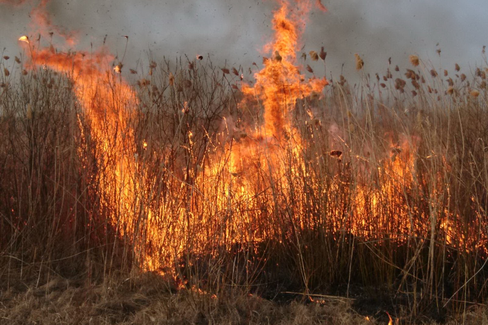 Под Харьковом полыхает трава, сгорели опоры электропередачи (фото)
