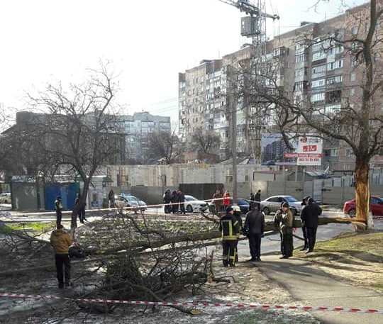 В Харькове на мужчину упало дерево (фото, дополнено)