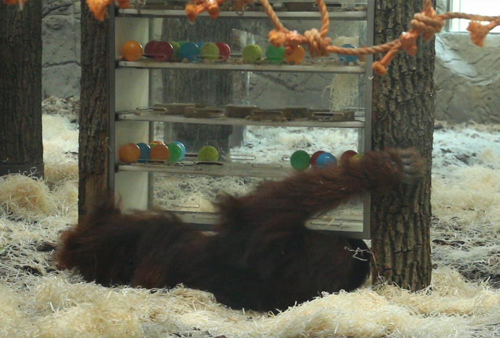 Орангутану из зоопарка подарили головоломку