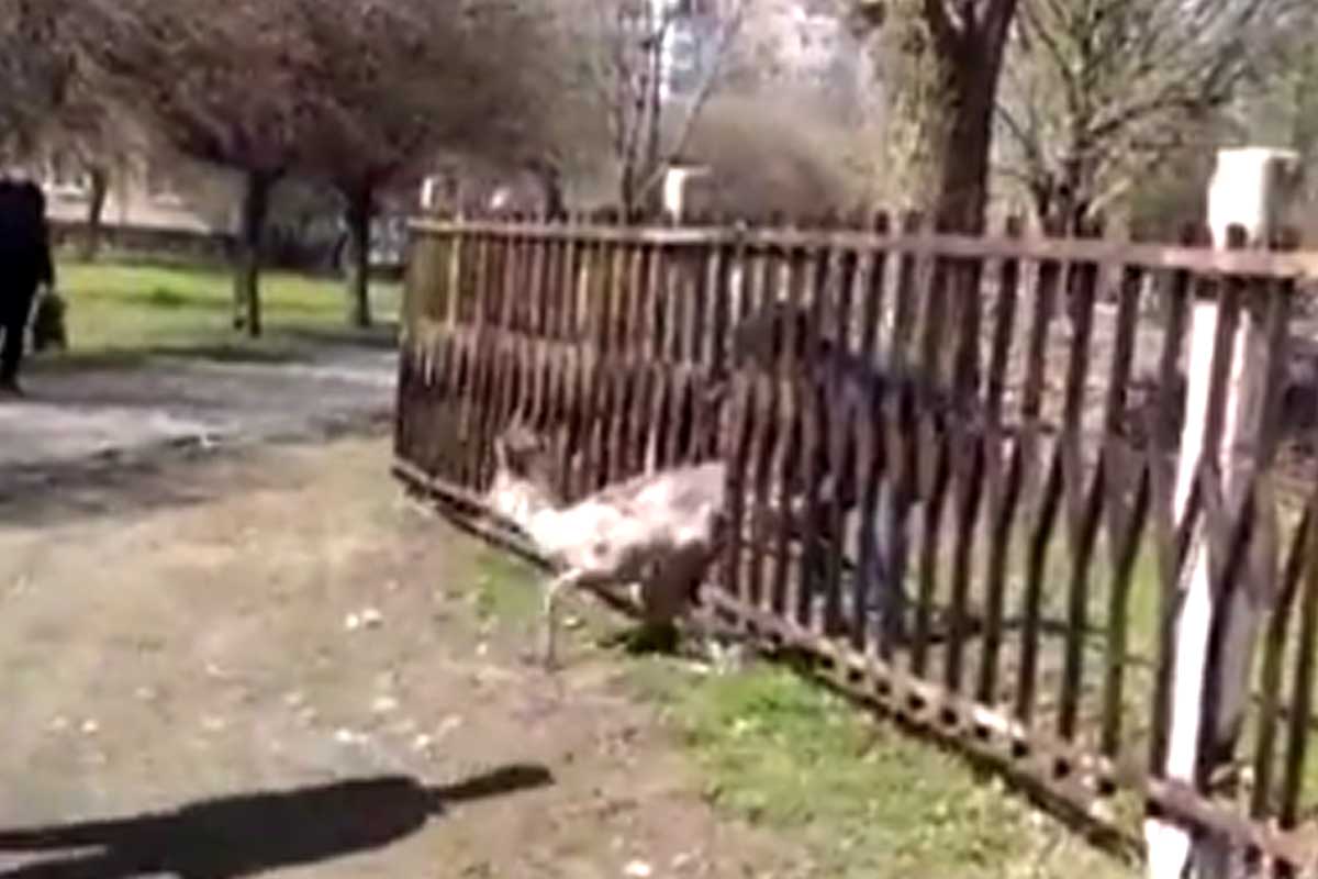 В Лозовой дикий олень застрял в заборе (видео)