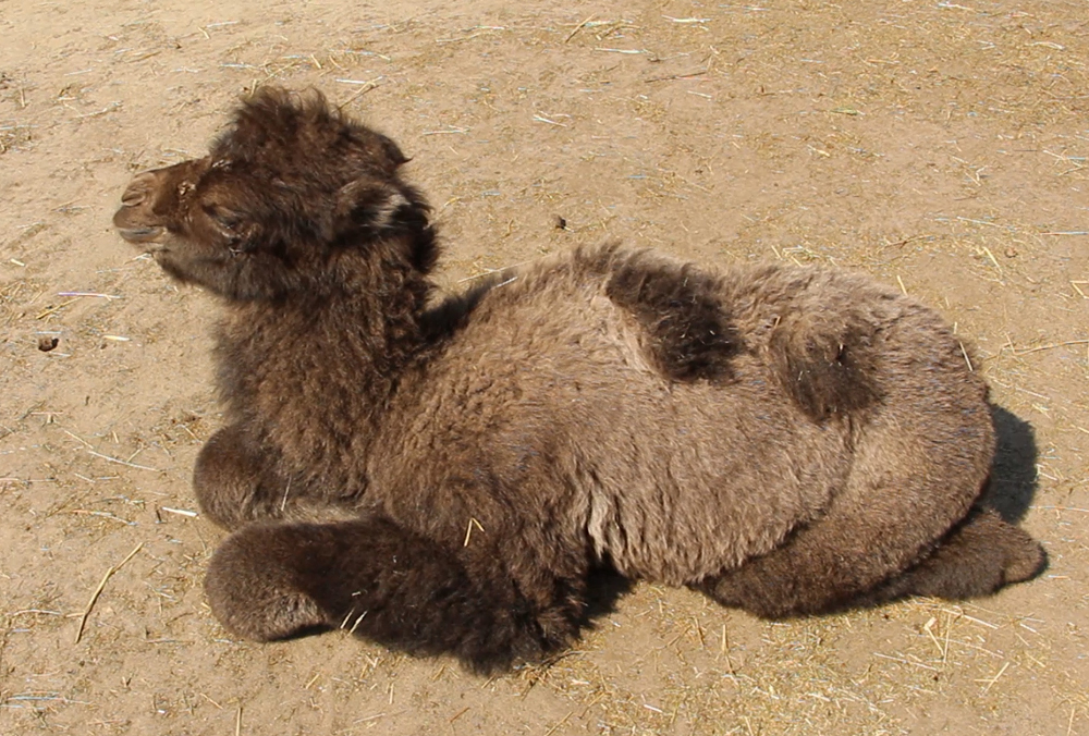 В Харьковском зоопарке родился верблюжонок (фото, видео)