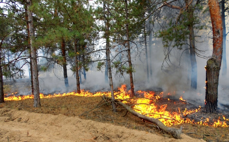 Под Харьковом горел хвойный лес