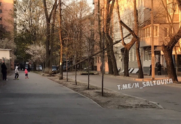 В центре Харькова упало дерево (фото)