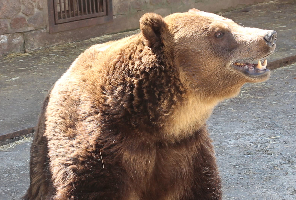 В харьковском зоопарке проснулись медведи (фото, видео)