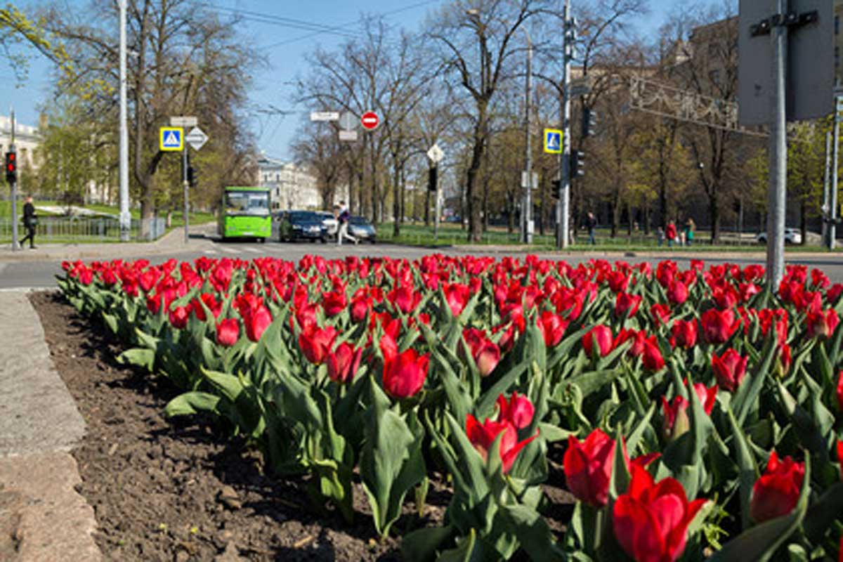 Харьковчан просят не рвать тюльпаны