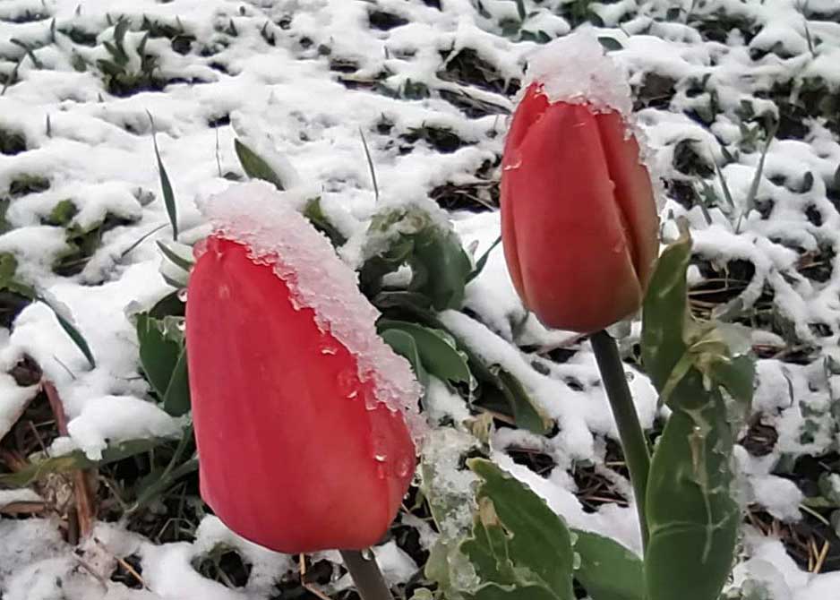 Снег в апреле: харьковчане публикуют фото