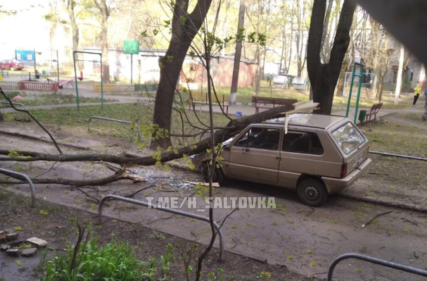 В Харькове рухнуло почти 20 деревьев
