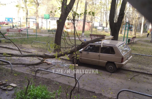 На ХТЗ на машину рухнуло дерево (фото)