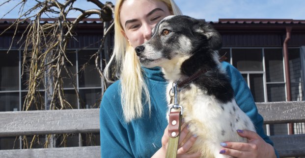 В Харькове - спрос на аренду собак: комментарий приюта